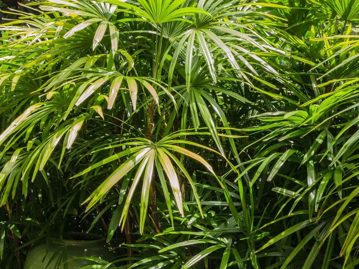 lady palm is highly adaptable to many climates