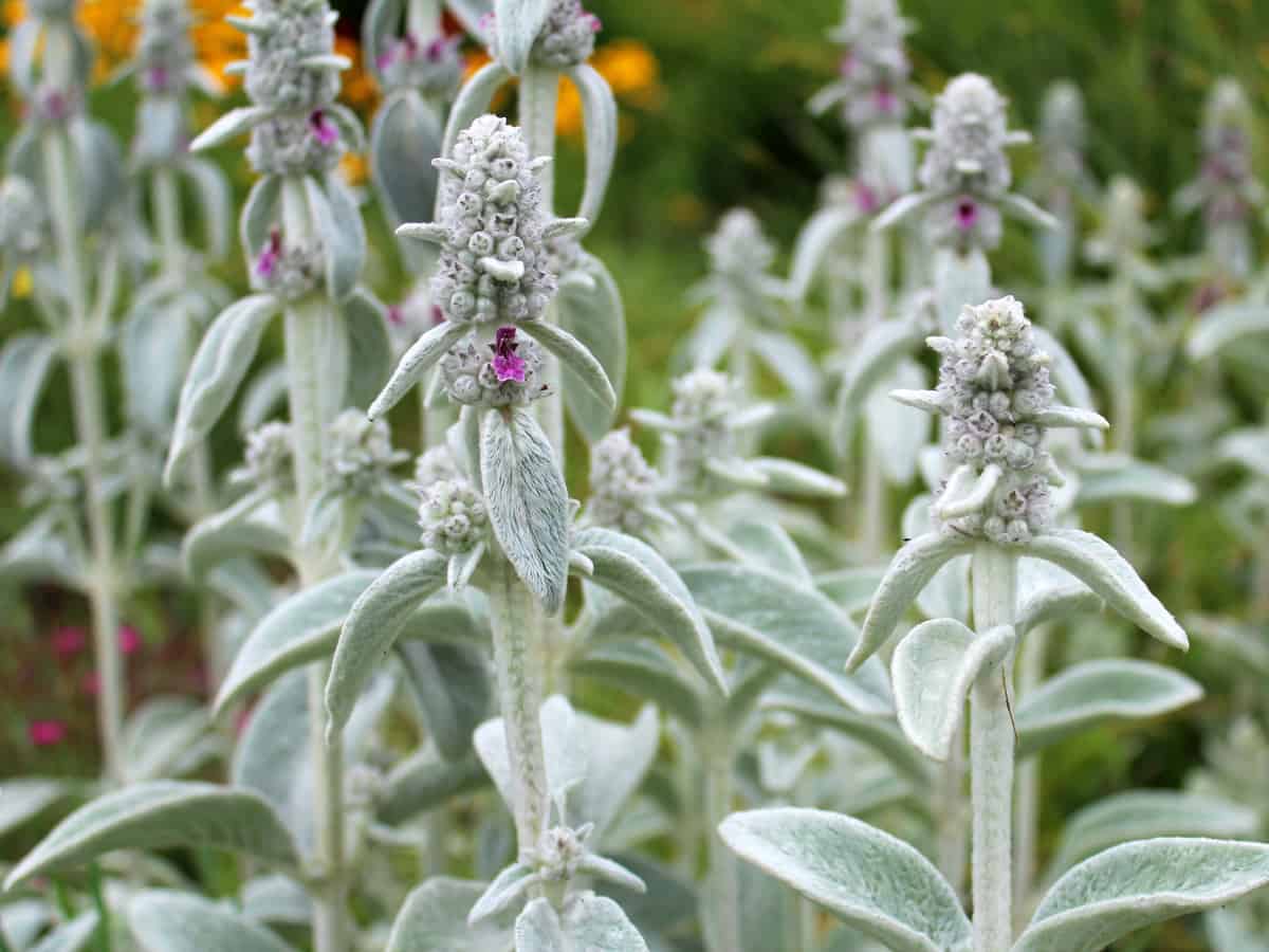 even non-gardeners can grow lamb's ears