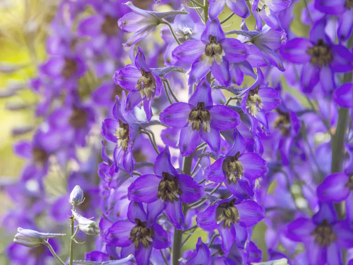 larkspur or delphinium is deer resistant