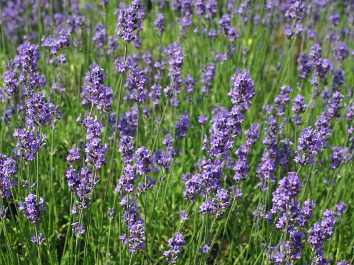 lavender - a striking perennial with bug-repelling properties