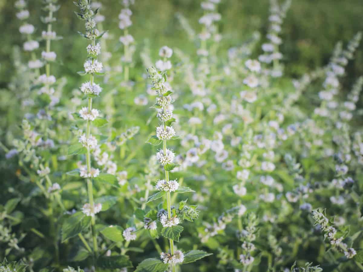 lemon balm is a perennial plant that mosquitoes hate because of its citrusy smell