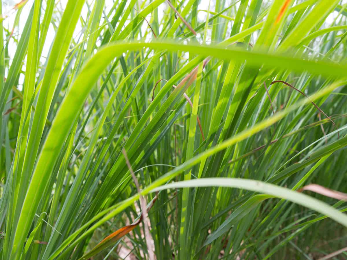 lemongrass is a perennial plant that easily repels mosquitoes and flies