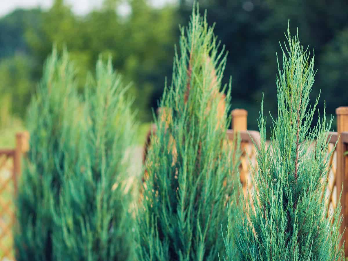 Leyland cypress forms an almost instant privacy hedge since it grows 3-5 feet a year