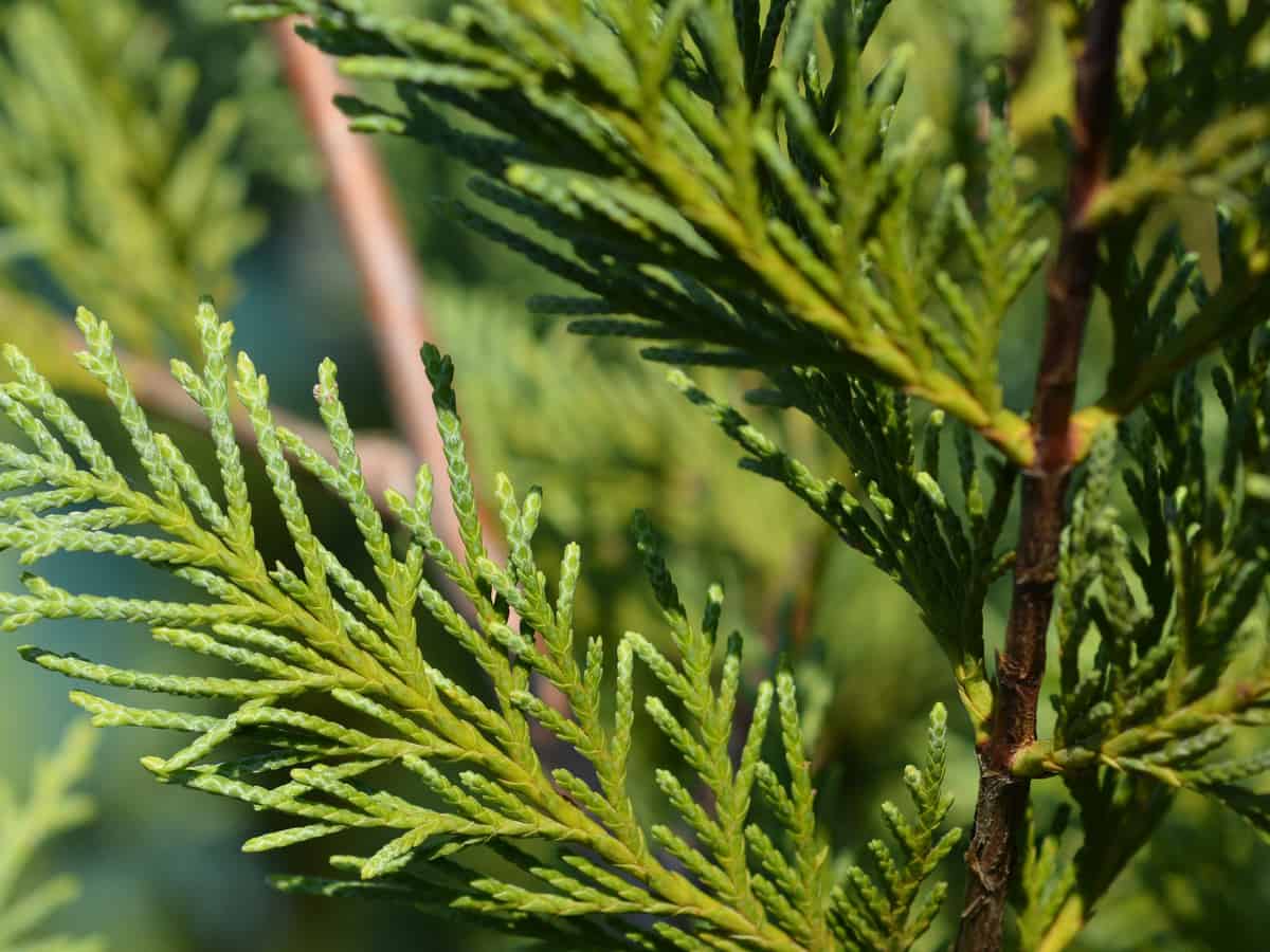 Leyland cypress grows up to three feet a year