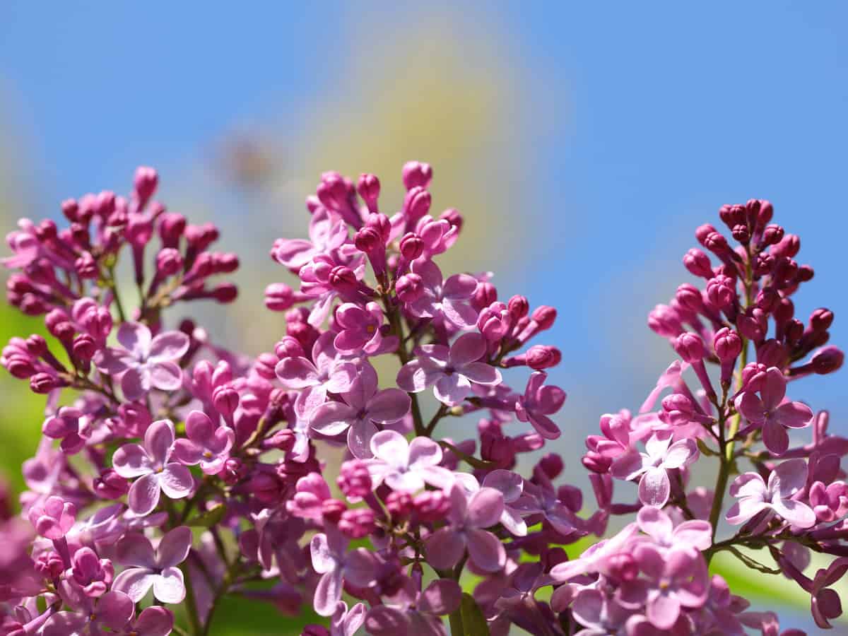 the sense & sensibility lilac bush smells heavenly