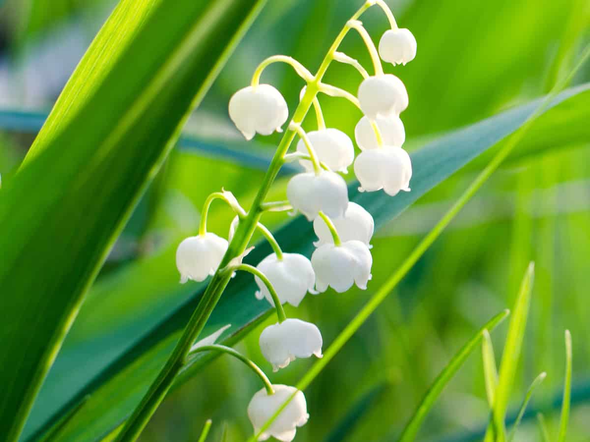 lily of the valley has unique bell-shaped flowers