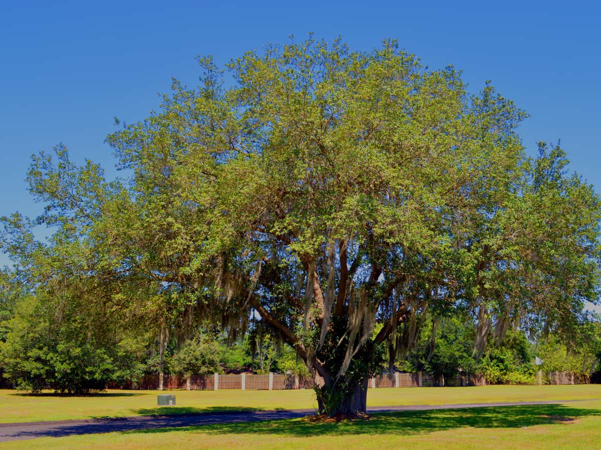 live oak is a fast growing shade tree that lasts for years