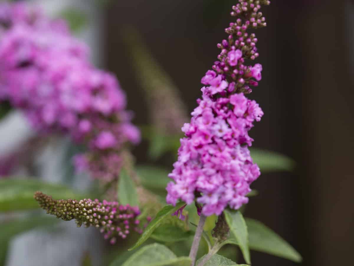 lo and behold butterfly bush offers a medium-height privacy hedge