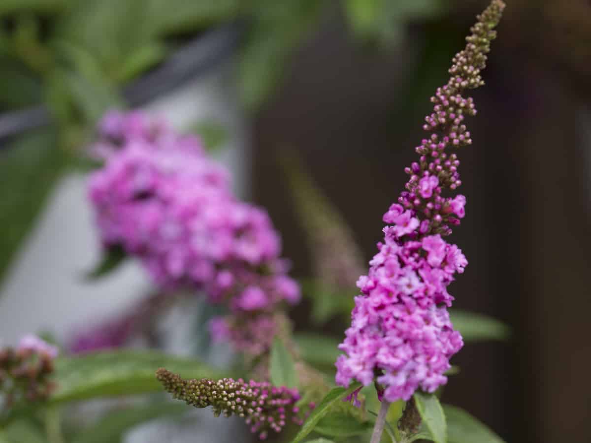 lo and behold butterfly bush is a beautiful dwarf shrub for landscaping a small garden