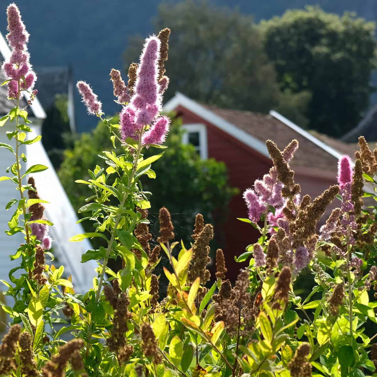 lo & behold butterfly bush repels deer but attracts butterflies