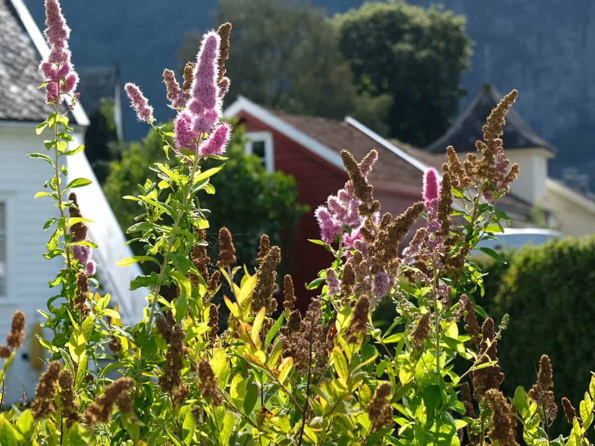 low & behold butterfly bush grows well in hot climates