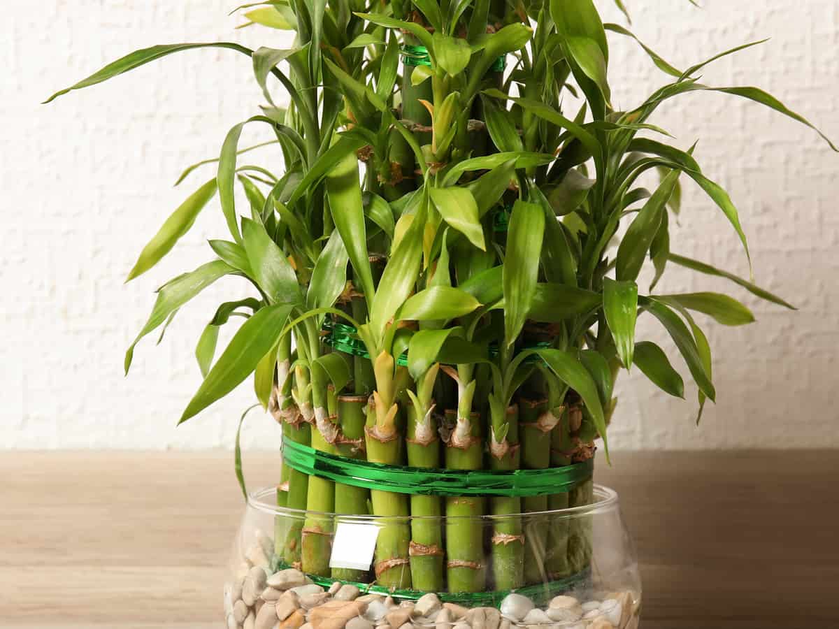 lucky bamboo grows in water rather than soil