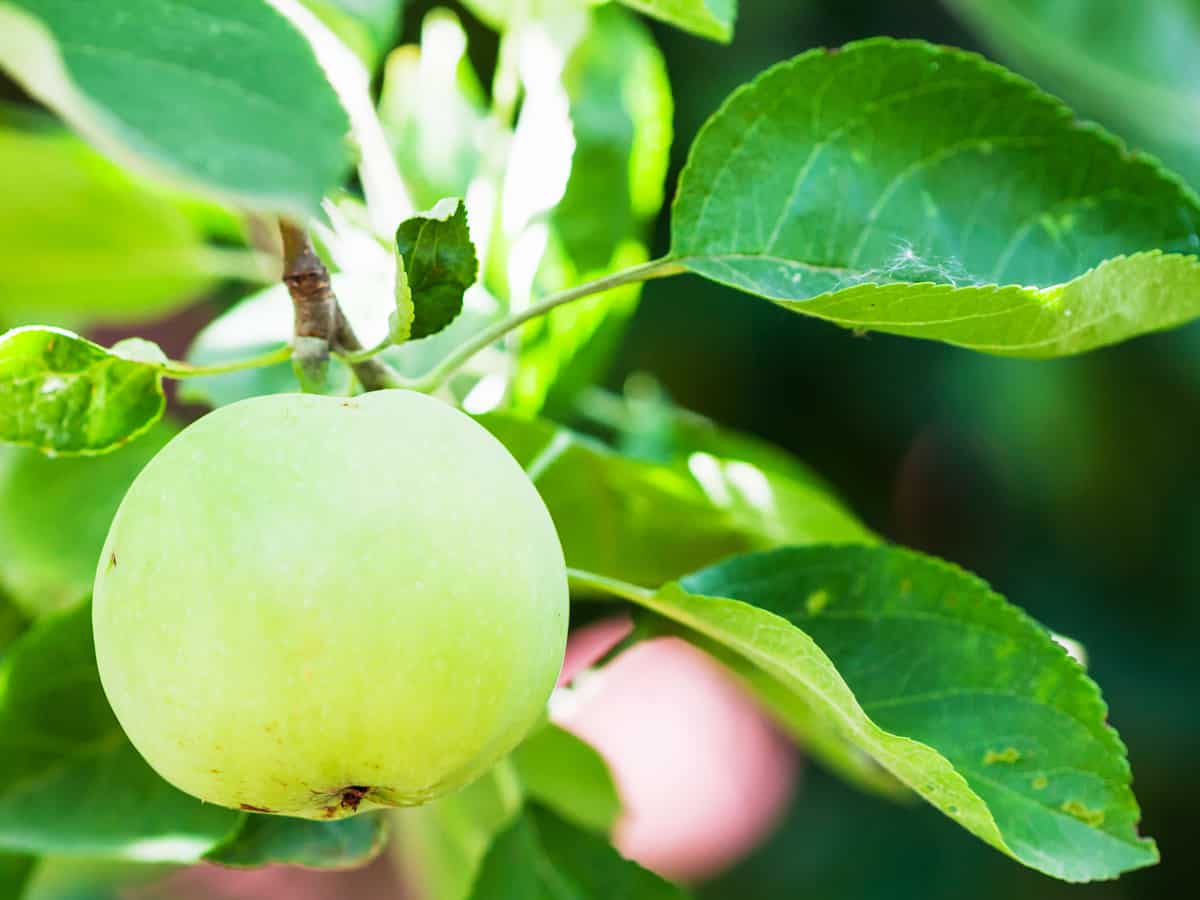Luna semi-dwarf apple trees grow well on patios