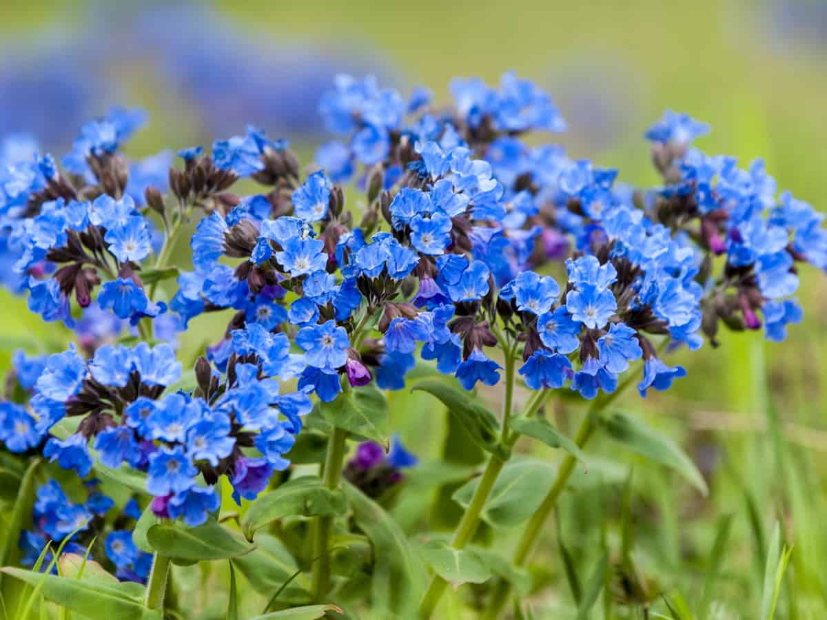 the lungwort is a shade-lover with beautiful flowers