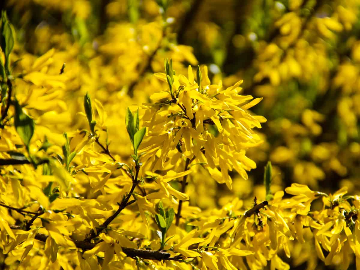 Lynwood gold forsythia blooms in early spring