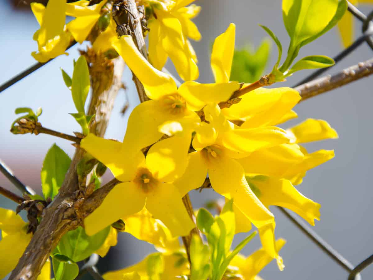 Lynwood gold forsythia is the perfect addition to a beautiful garden