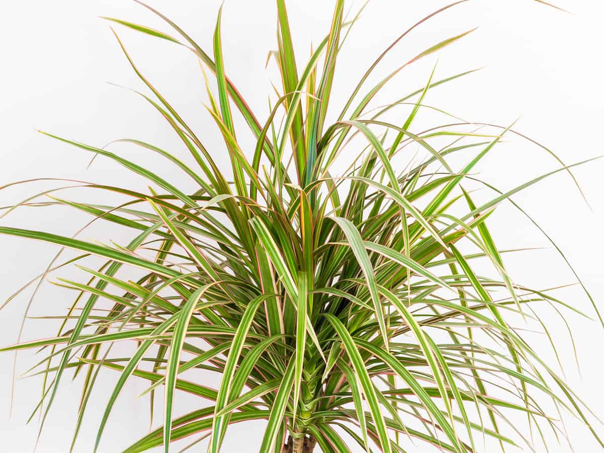 Madagascar dragon tree is safe for all pets