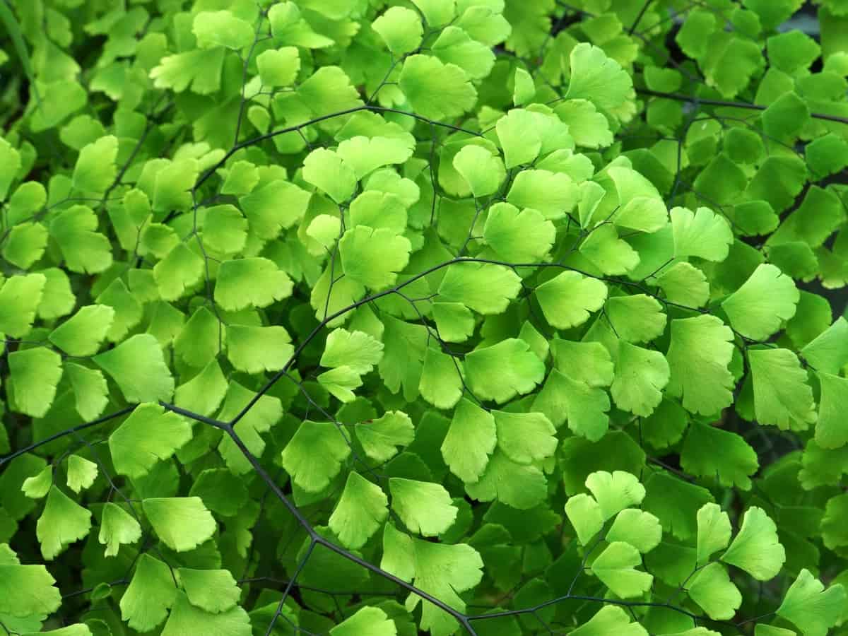 maidenhair fern is a premium low light indoor plant