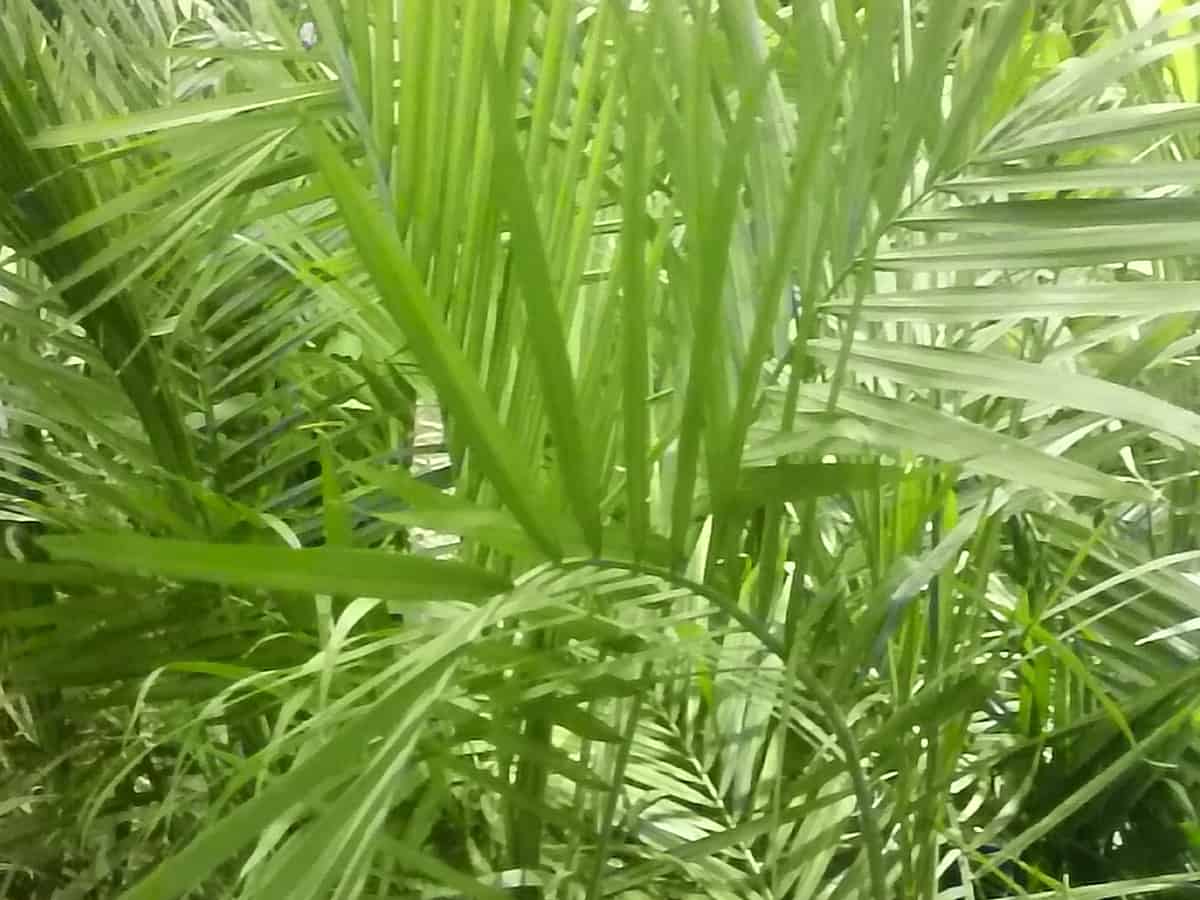 majesty palm has arching fronds