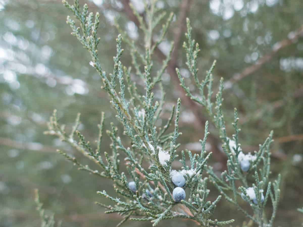 Maney juniper produces beautiful blue-green foliage and berries in all temperatures