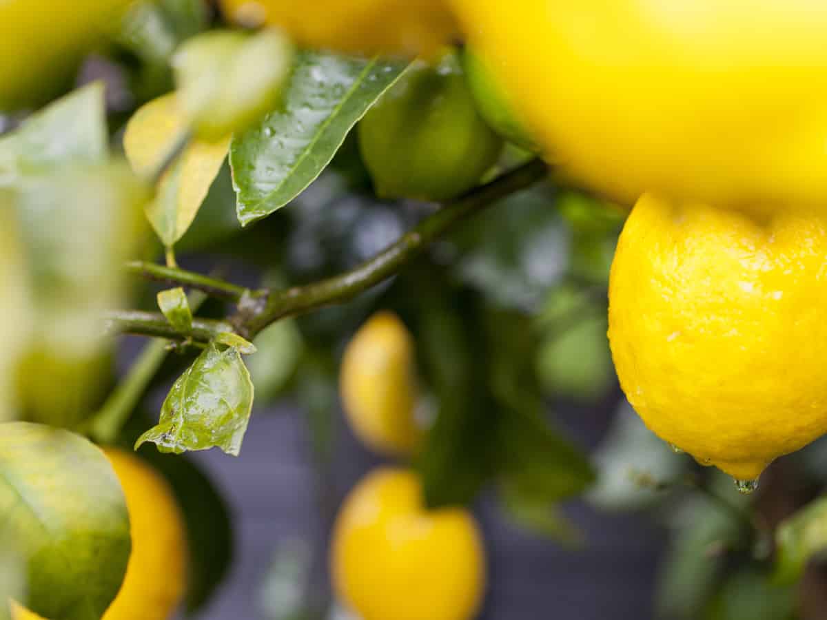 Meyer lemon is a dwarf citrus plant you can grow at home