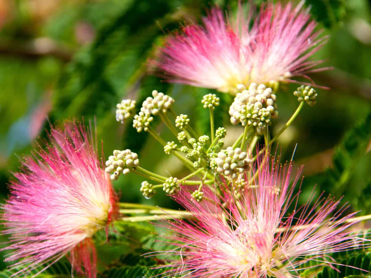 mimosa flowering trees are delightfully different