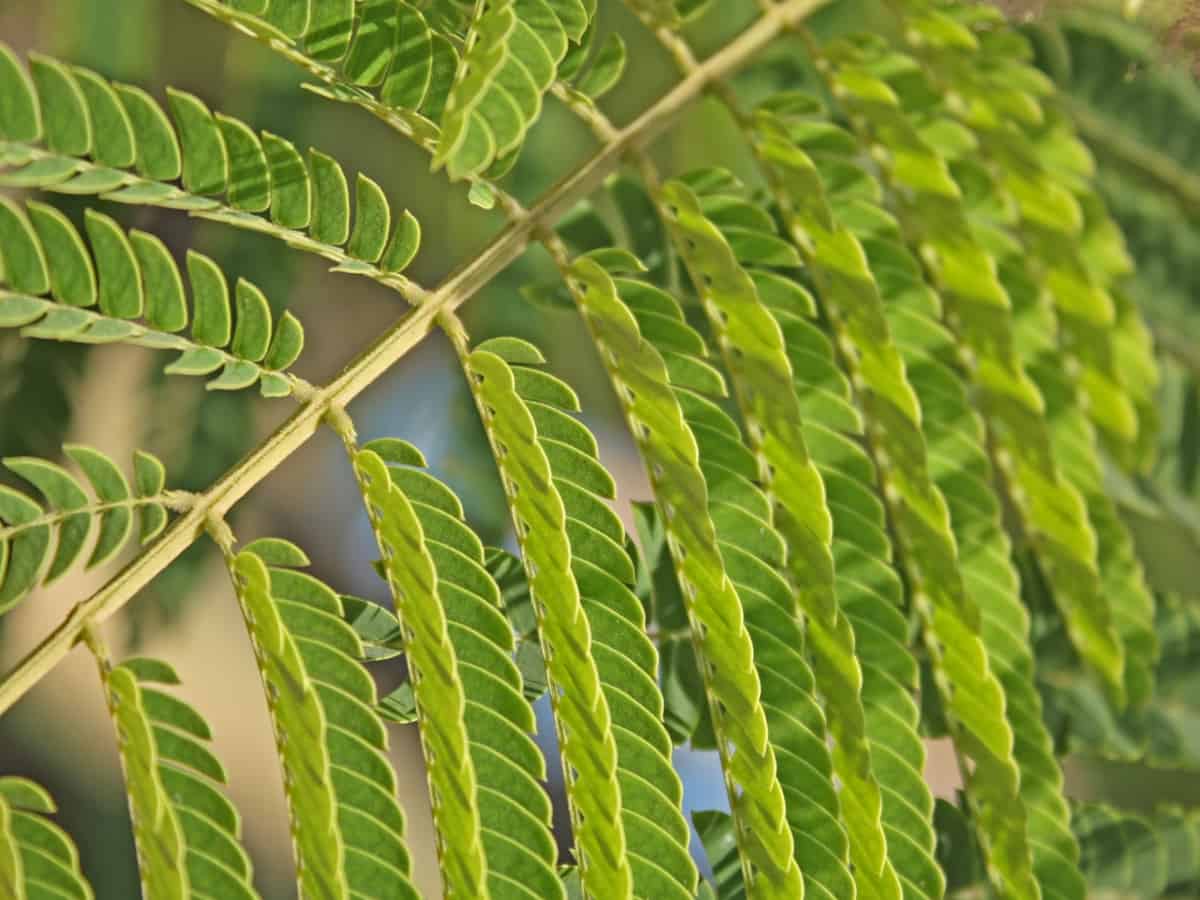 mimosa can grow up to 30 feet tall