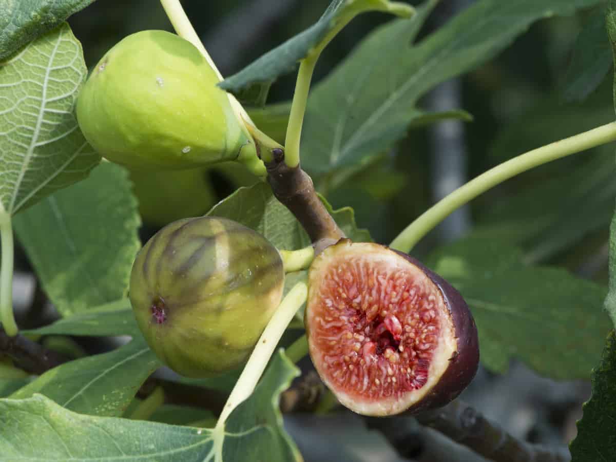 black mission fig is an heirloom dwarf fruit tree