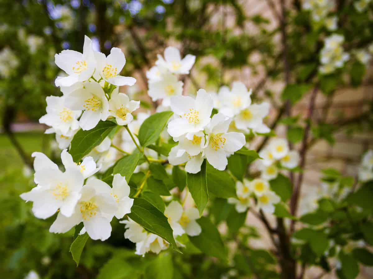 mock orange prefers full sun