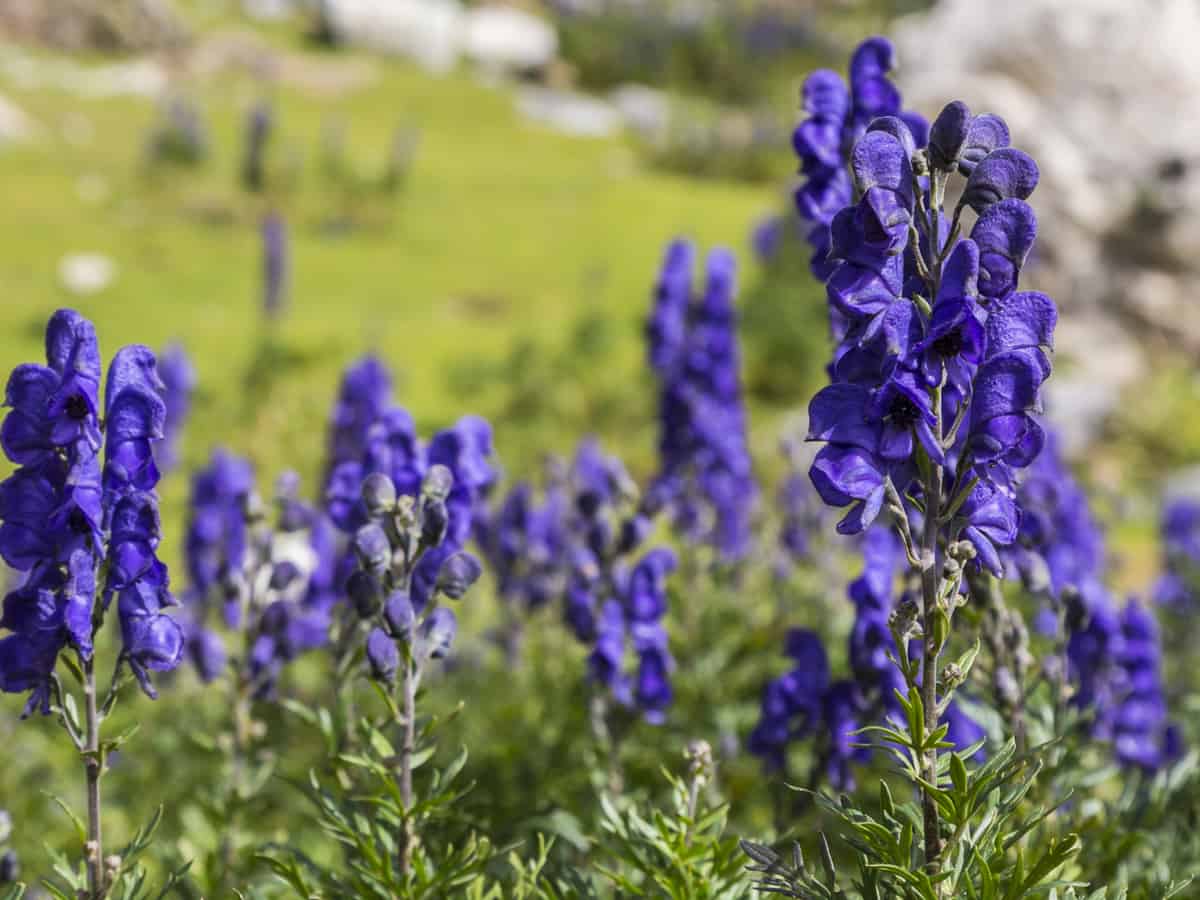 monkshood is poisonous to deer and humans