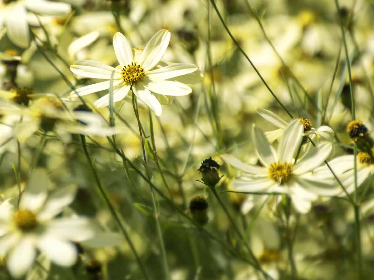 moonbeam coreopsis blooms from spring until fall