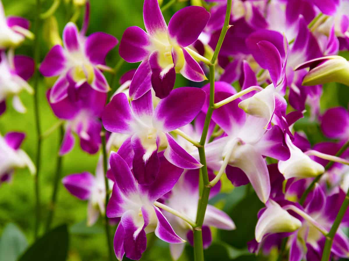 moth orchid is a stunning flowering indoor plant