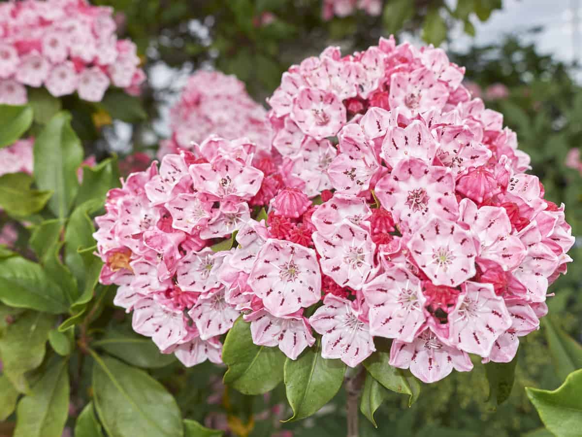 mountain laurel is a flowering evergreen shrub