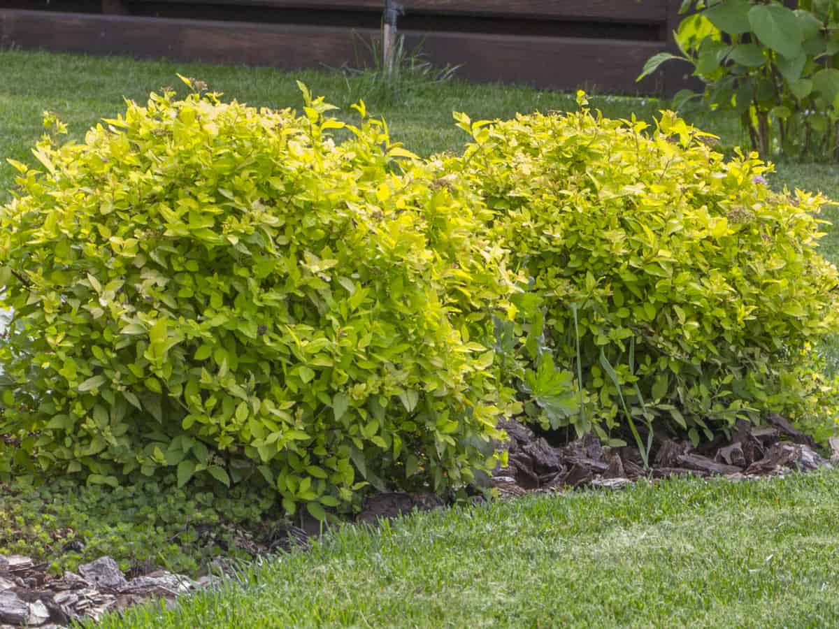 Mr. Bowling Ball arborvitae needs no pruning