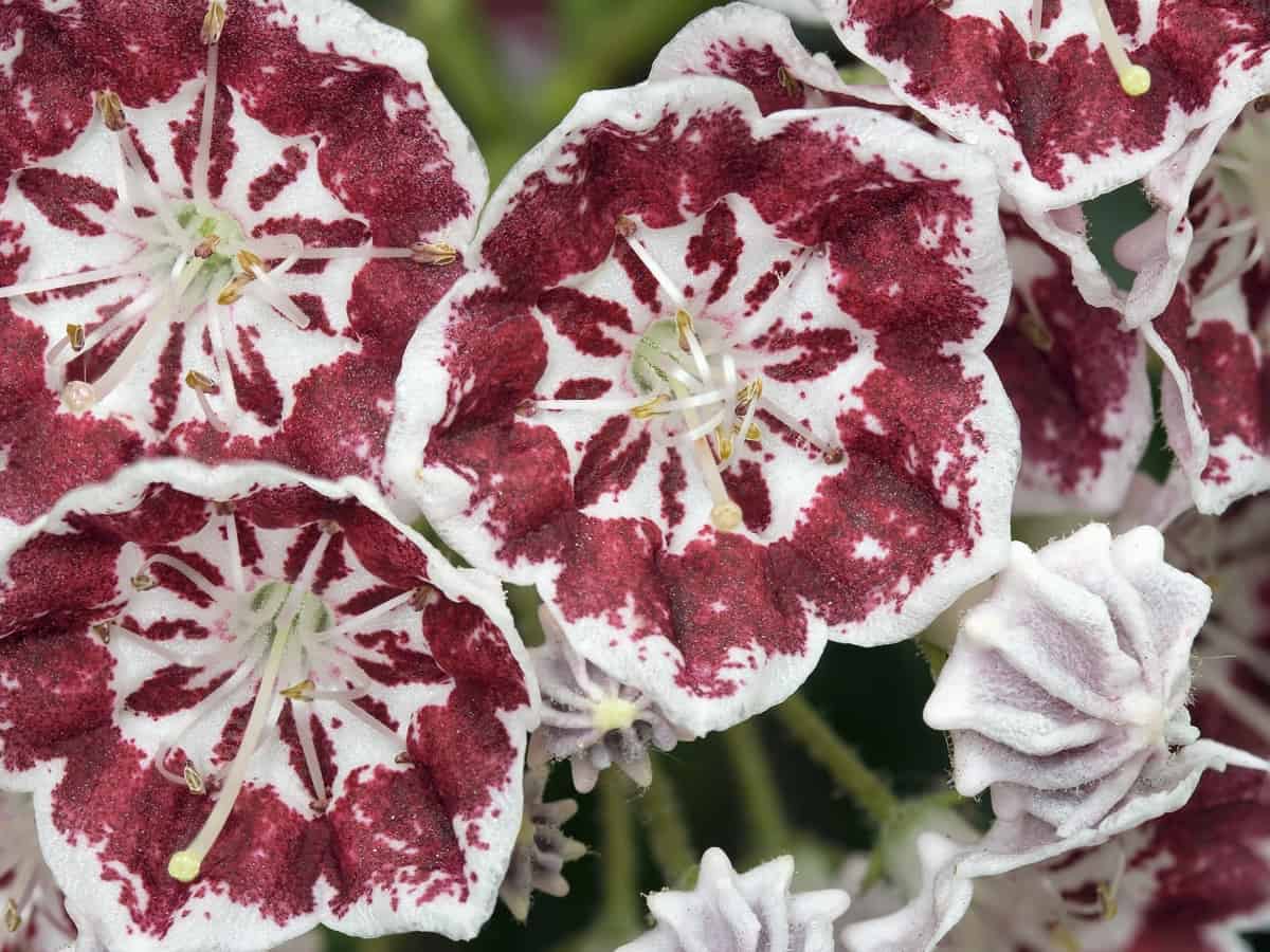 the minuet mountain laurel is compact with showy flowers