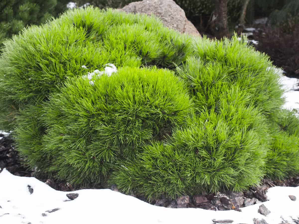 the mugo pine is a compact evergreen perfect for tiny gardens