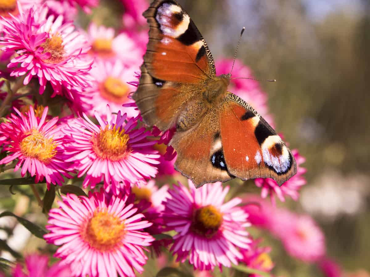 New England aster attracts many pollinators