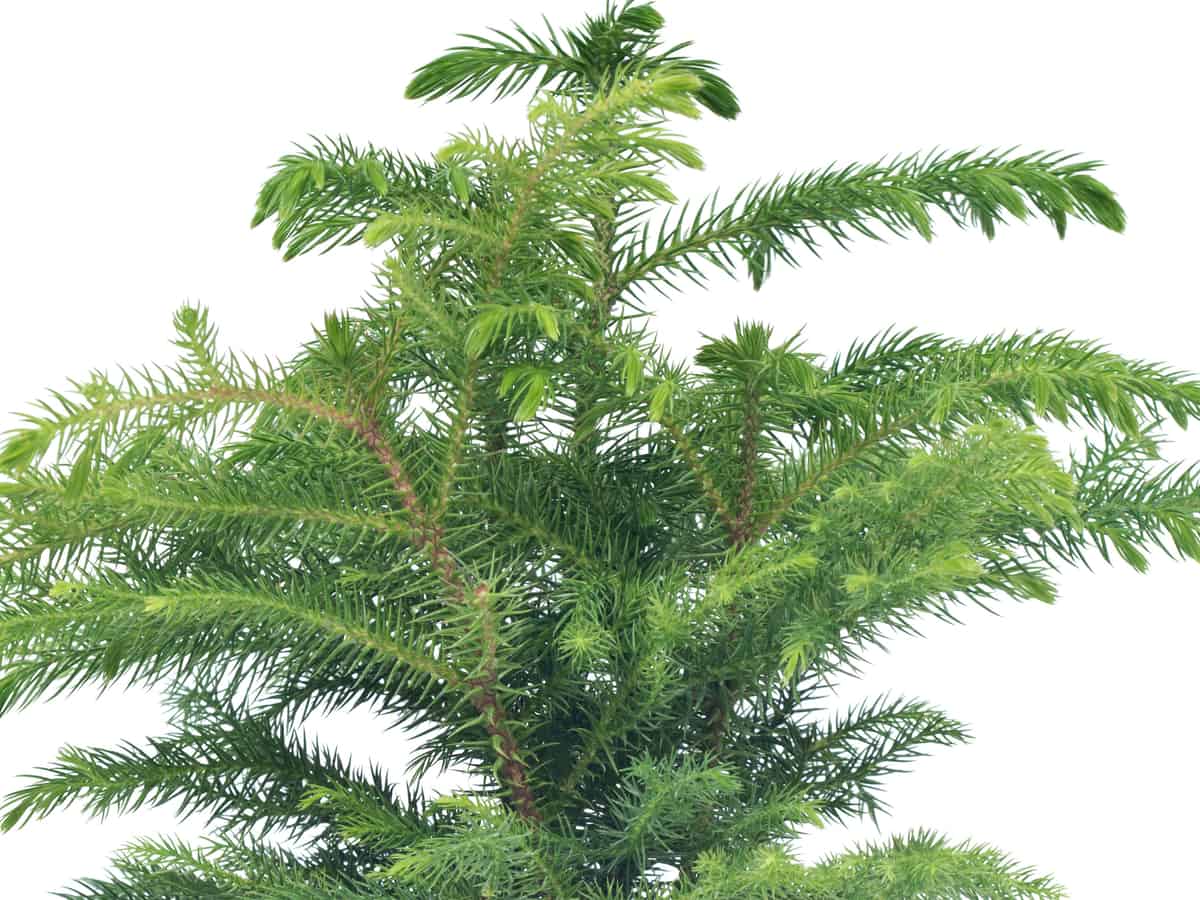 Norfolk island pine is a popular indoor Christmas tree