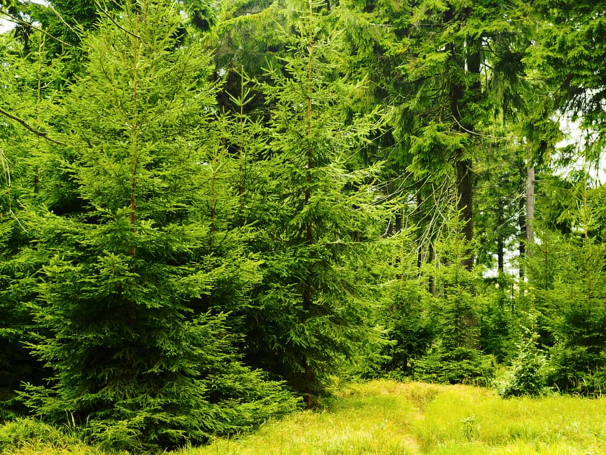 Norway spruce is a hardy evergreen