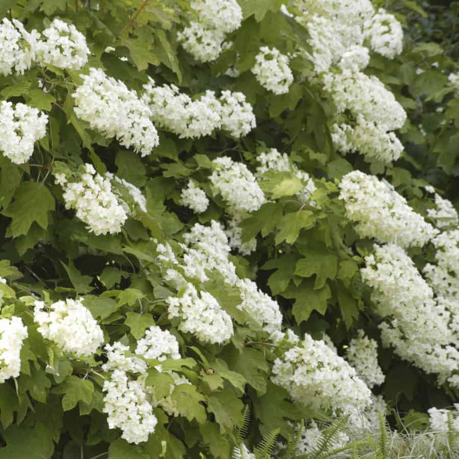 oakleaf hydrangea is a deciduous shrub