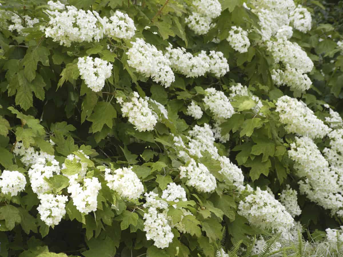 oakleaf hydrangea is a prolific bloomer