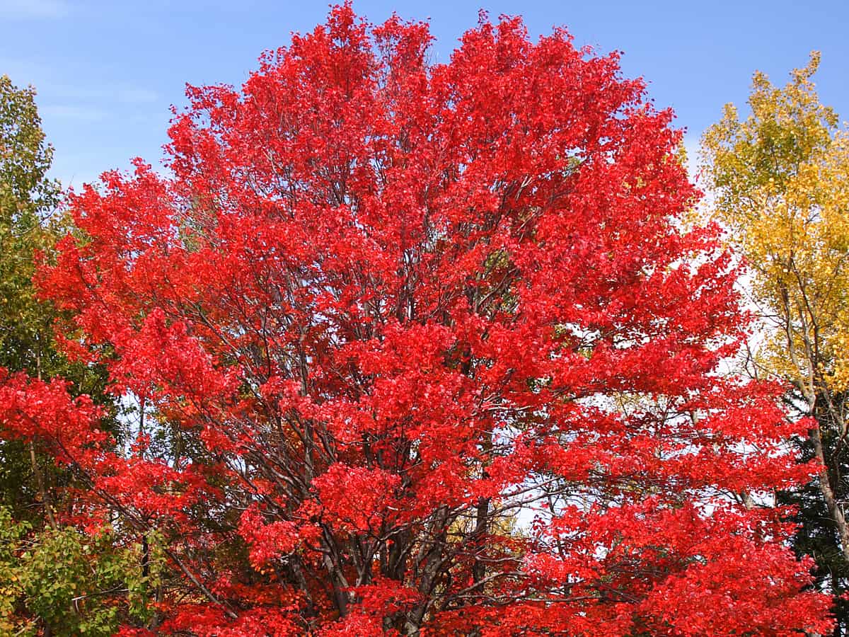 October glory maple is a shade tree with spectacular fall color