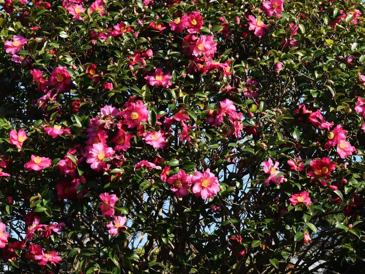 the October magic ruby camellia has vibrant leaves and flowers that provide color all year long