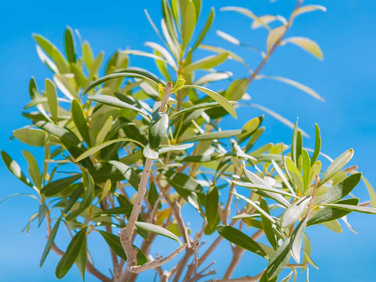 Olive tree toxic to store cats