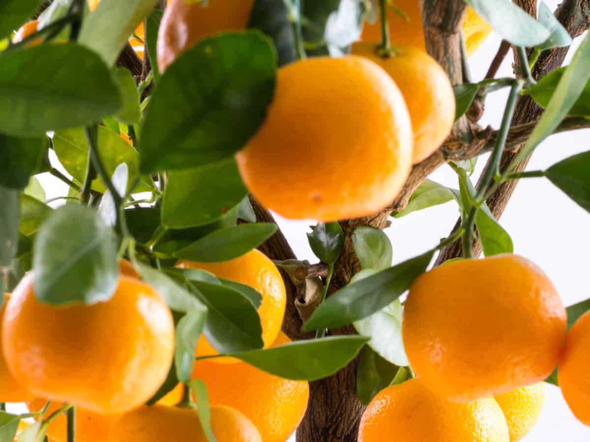 orange tree in a pot