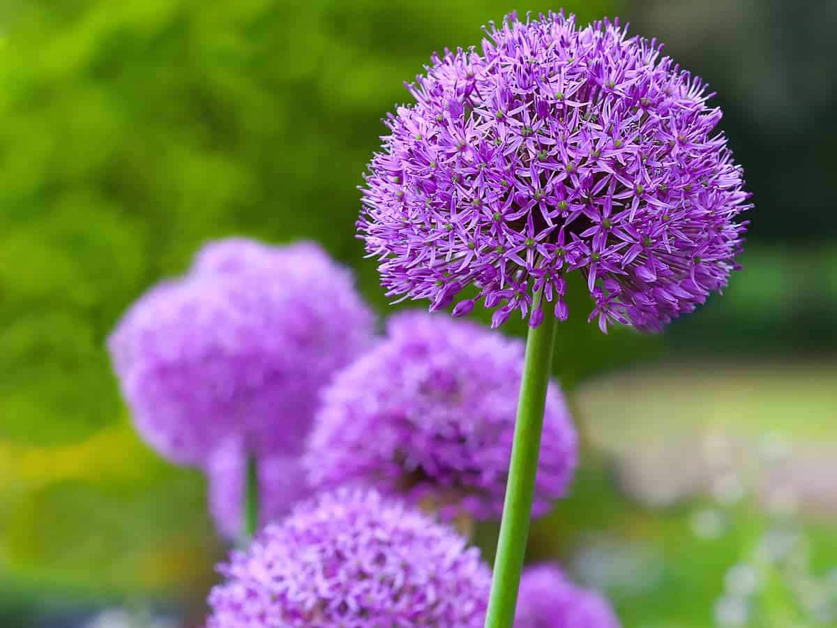 deer will only bother the ornamental onion if they are starving