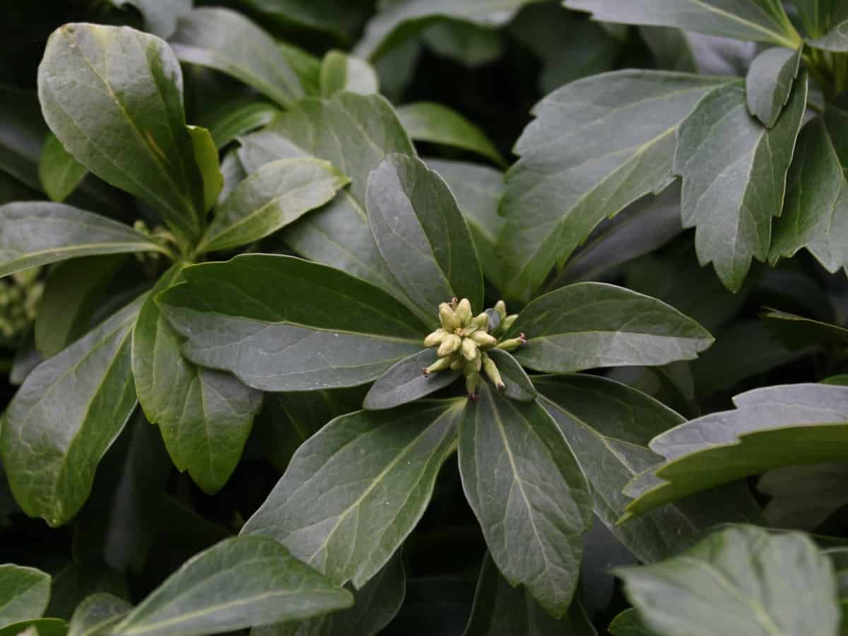 Japanese pachysandra is low maintenance