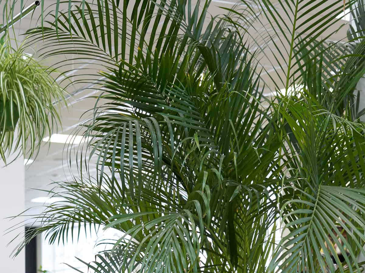 parlor palm is an indoor plant that is safe for cats