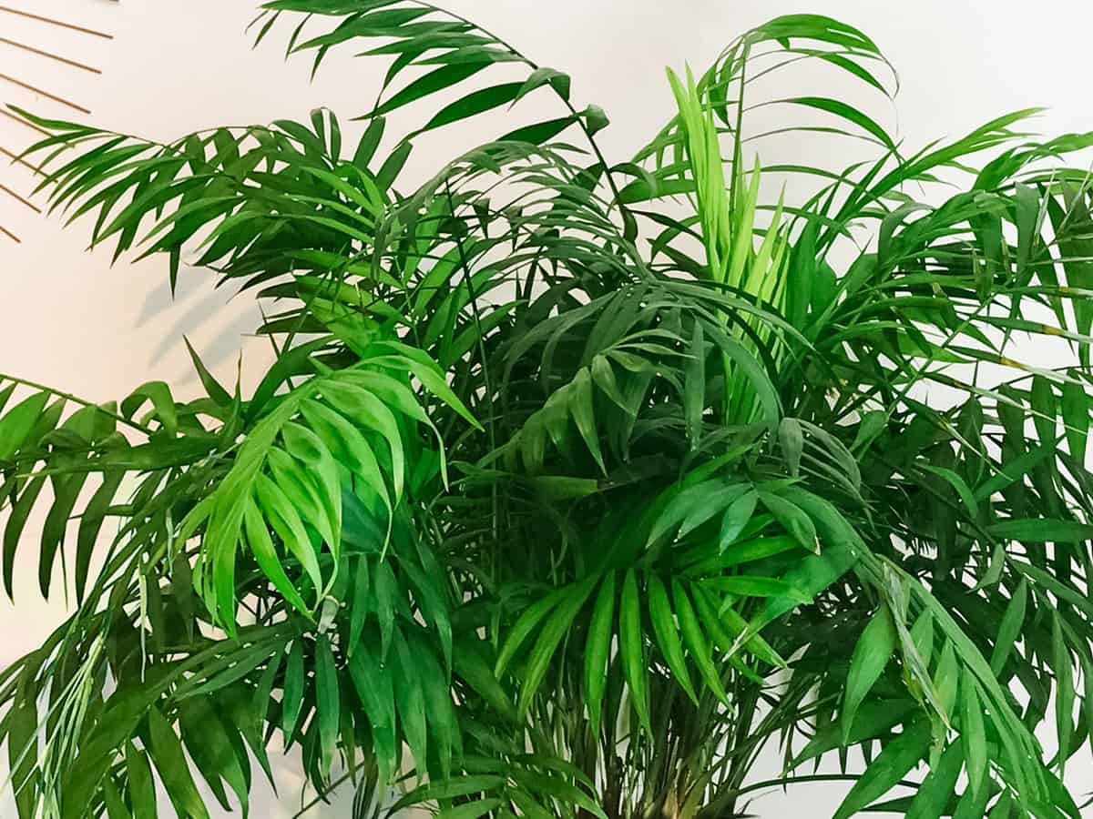 parlor palm grows well indoors