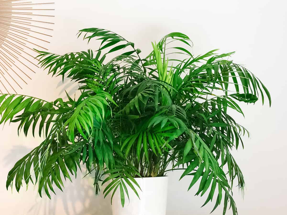 add a parlor palm to a room for extra ambiance